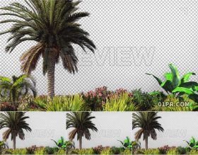 热带植物花园棕榈树遮罩透明通道 PR/AE/FCPX视频素材